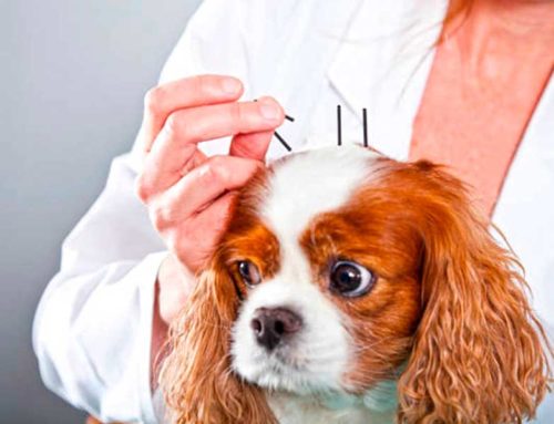 Medicina tradizionale cinese negli animali