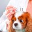Agopuntura per animali domestici