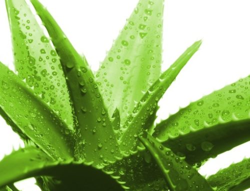 Aloe nel cane e nel gatto