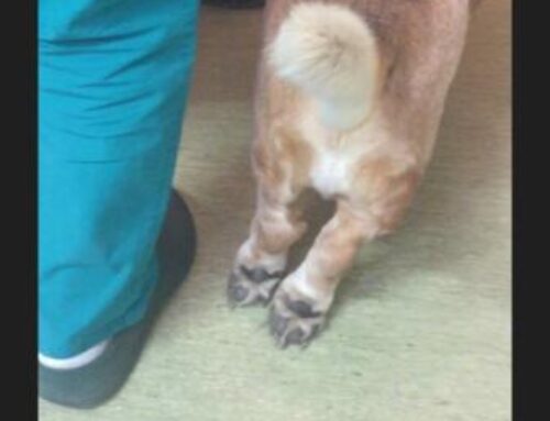 Agopuntura  in un cane Bassethoud con spondilartrosi